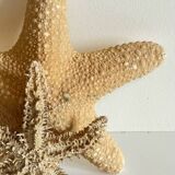 Vintage starfish