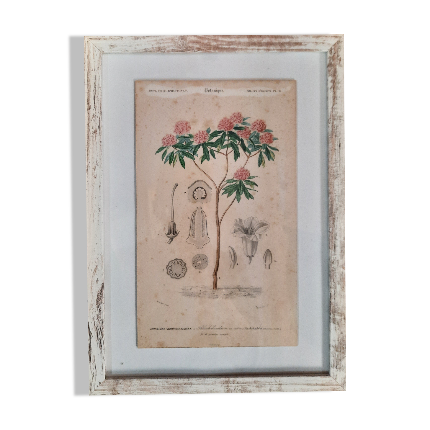 Framed botanical board