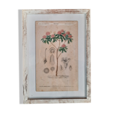 Framed botanical board