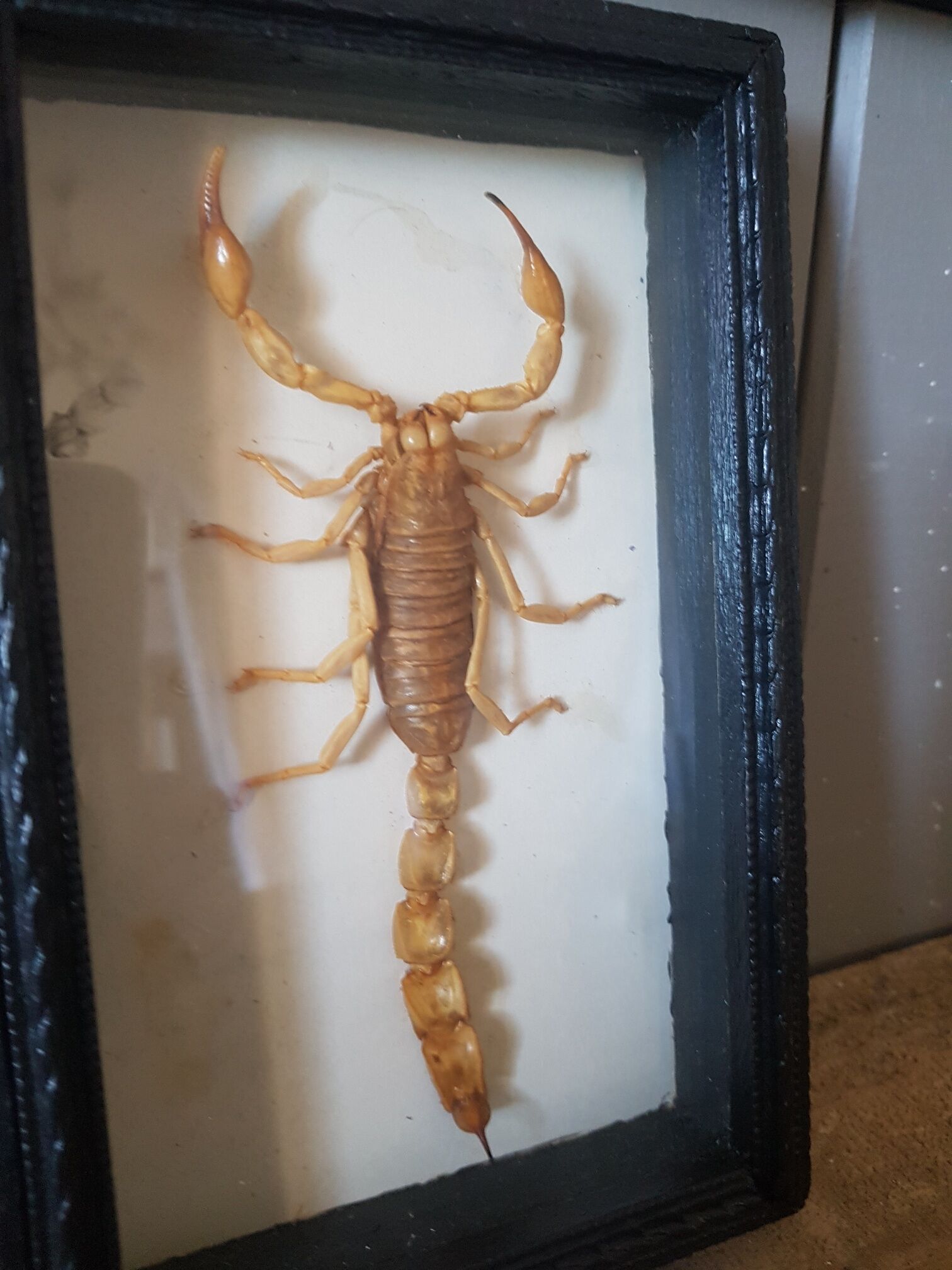Naturalized scorpion frame under glass 1970