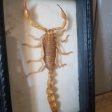 Naturalized scorpion frame under glass 1970