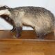 Naturalized badger on pedestal