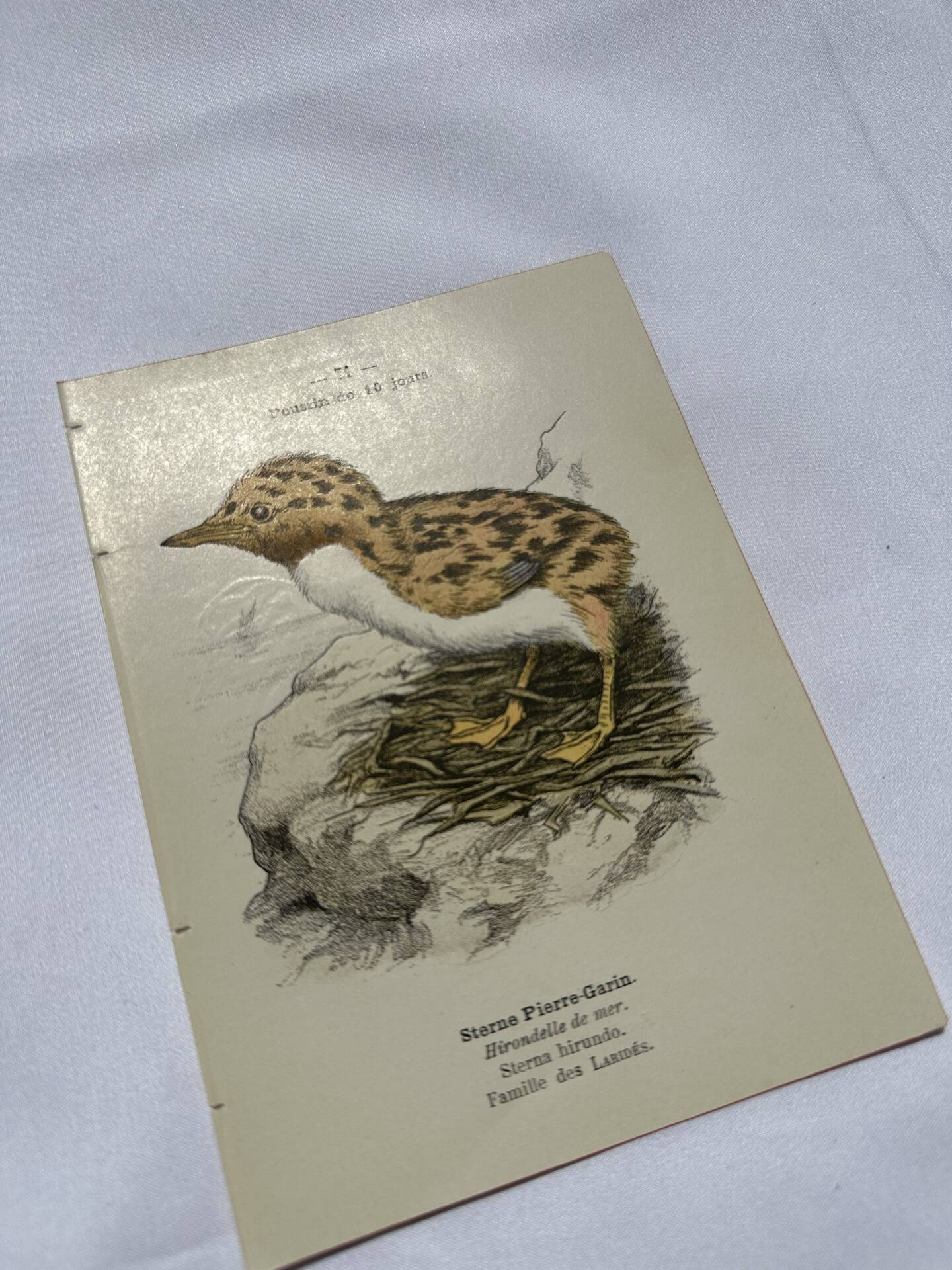 🐦 Botanical Plate Engraving of Birds Naturalist 19th Century Double-Sided A