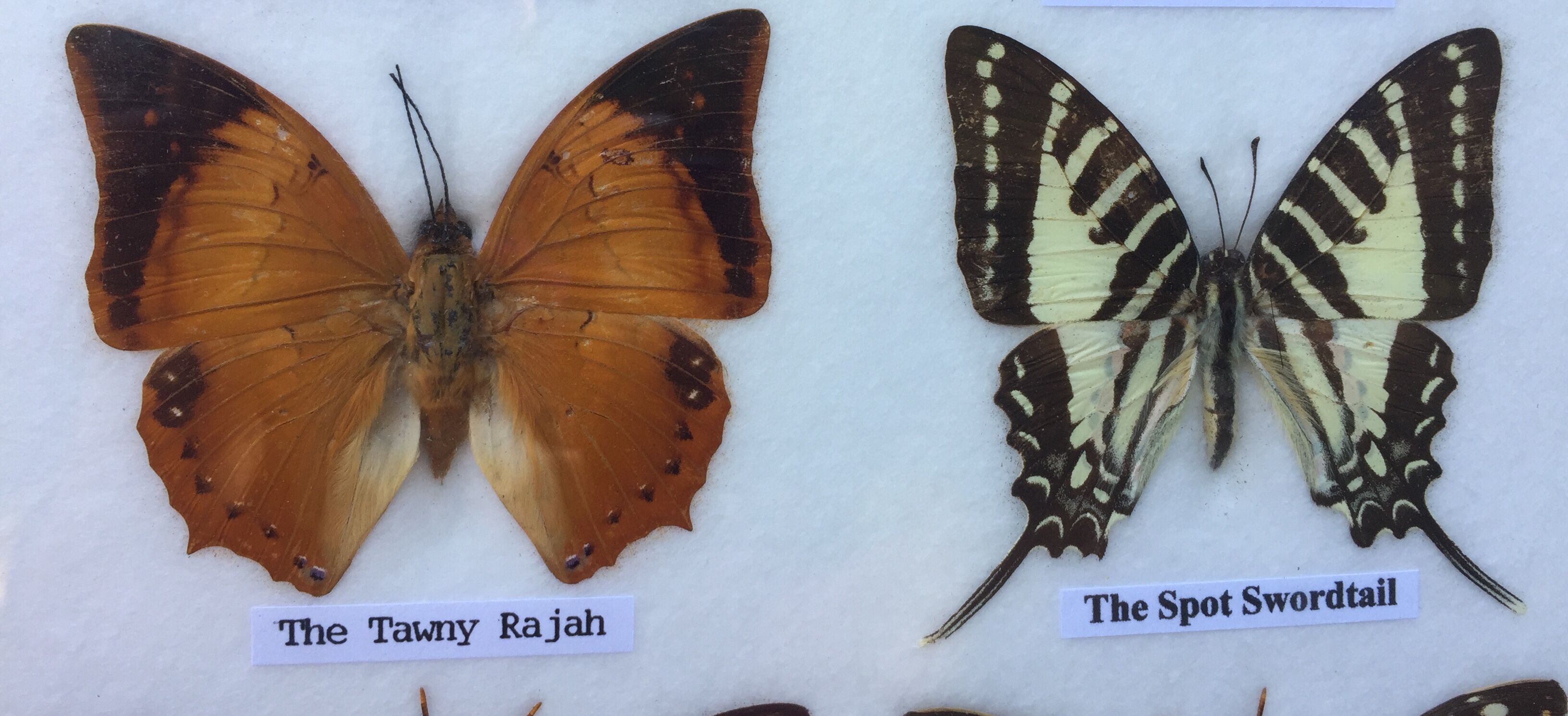 Butterfly frame