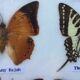 Butterfly frame
