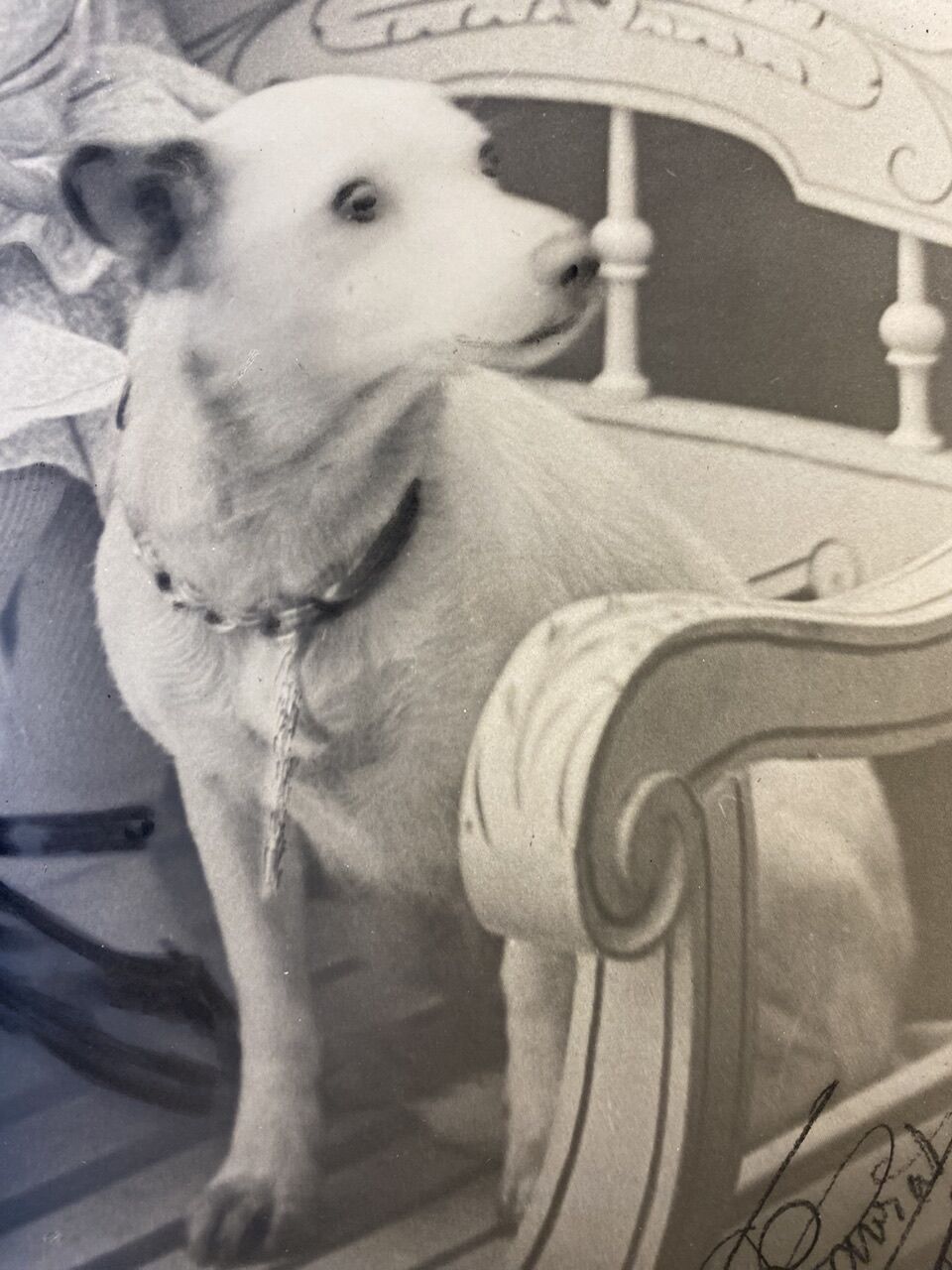 Old photo, signed, early XX century