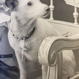 Old photo, signed, early XX century