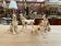 Series of ceramic dogs from Desvres