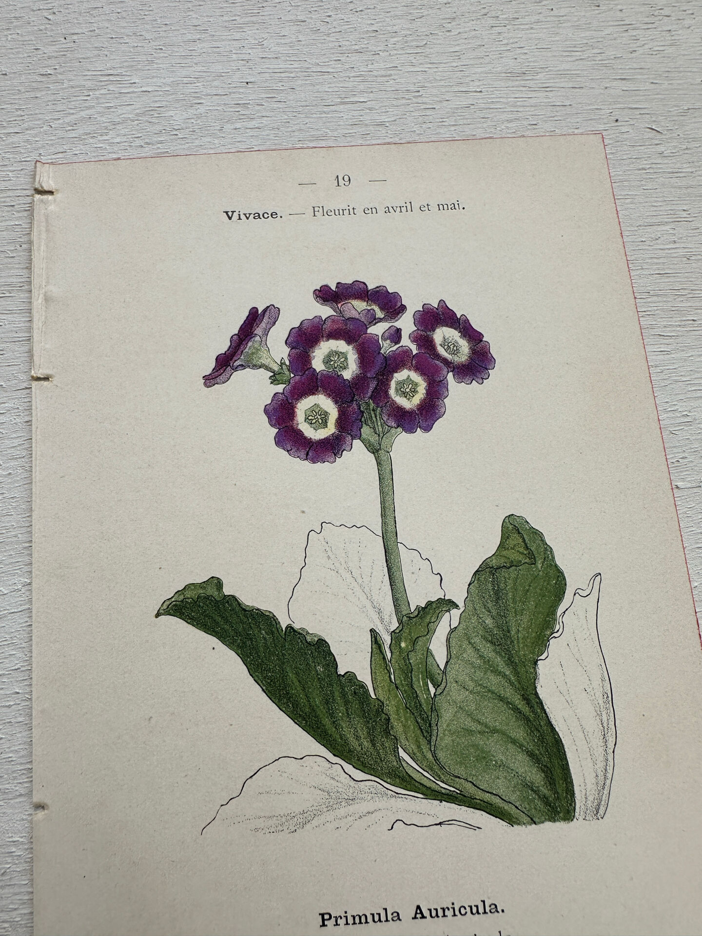 Botanical Plate 1800 Old Naturalist Engraving 19th Century Double-Sided