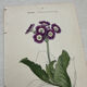 Botanical Plate 1800 Old Naturalist Engraving 19th Century Double-Sided
