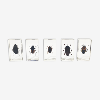 Lot of 5 insects under inclusion resin