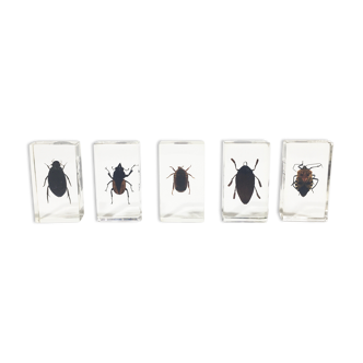 Lot of 5 insects under inclusion resin