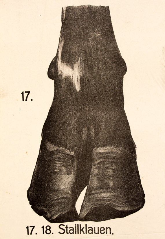 Poster by Dr G Pusch 'Anatomy of cows' 1901