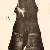 Poster by Dr G Pusch 'Anatomy of cows' 1901