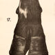 Poster by Dr G Pusch 'Anatomy of cows' 1901