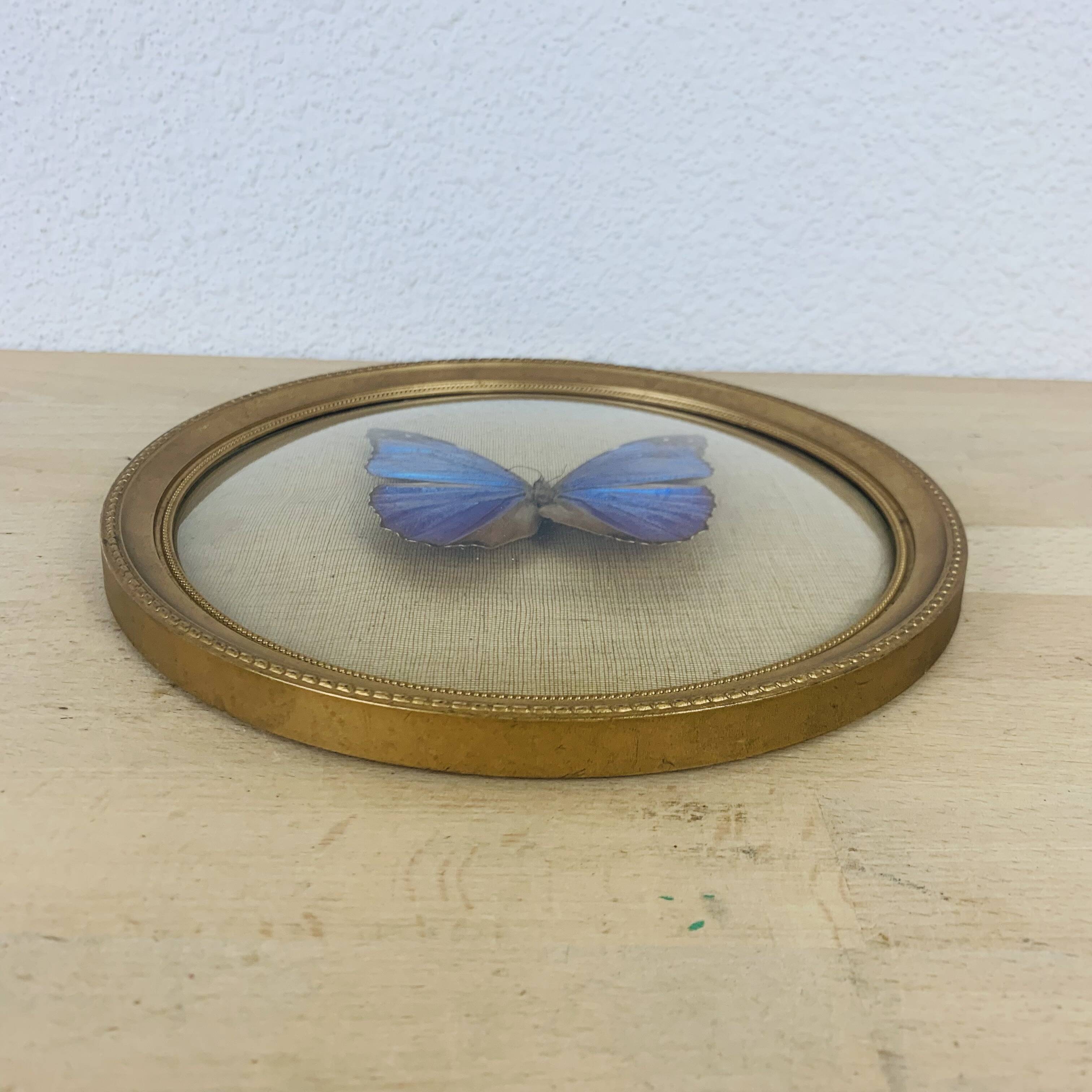 Morpho curved glass butterfly frame