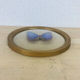 Morpho curved glass butterfly frame