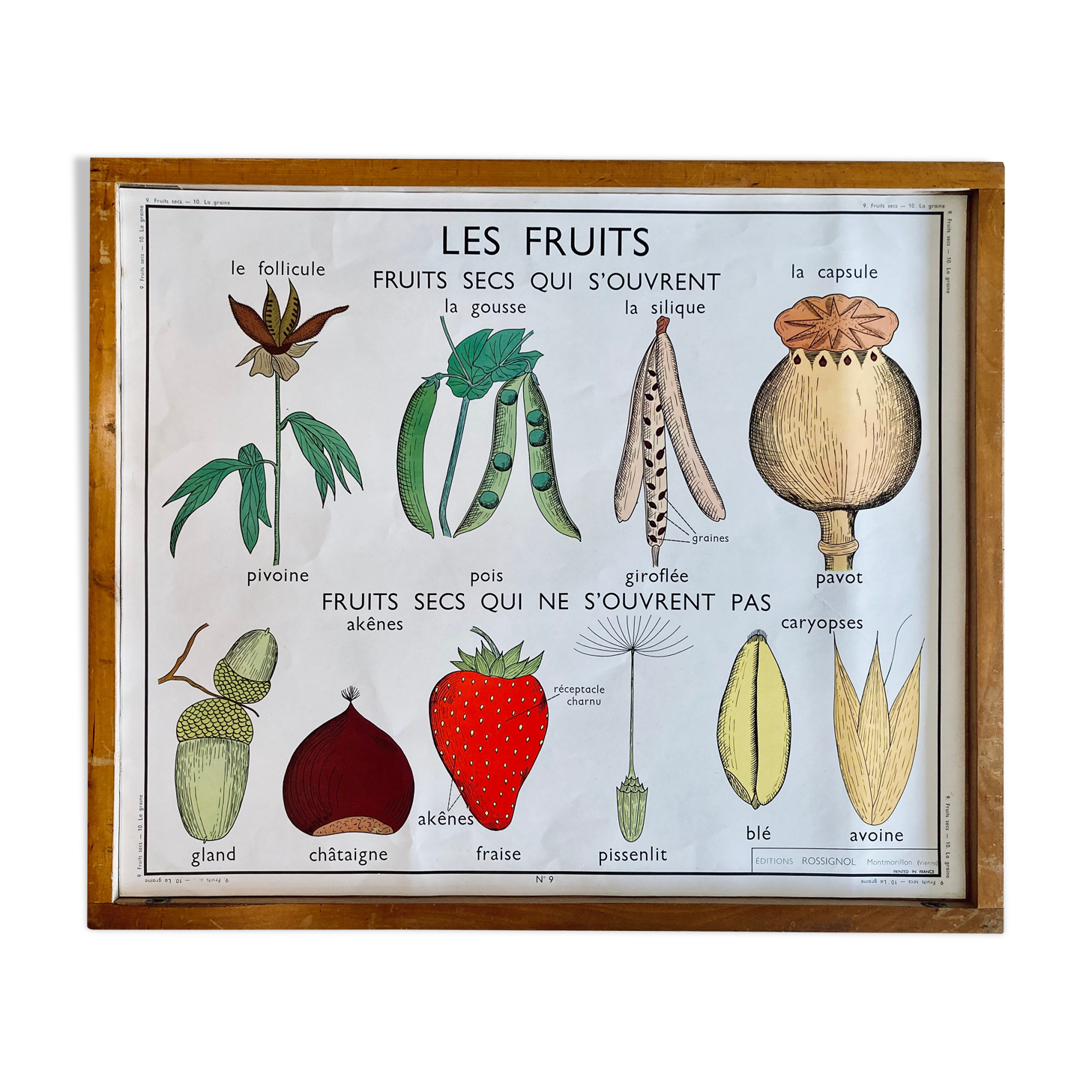 Vintage 60s Rossignol Educational School Poster - Dried Fruits and Seed