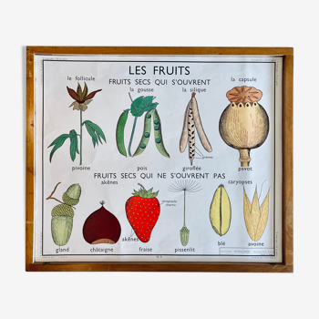 Affiche scolaire pédagogique Rossignol vintage années 60 - les fruits secs et la graine