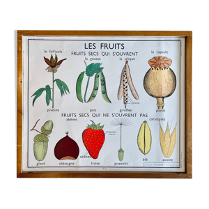 Affiche scolaire pédagogique Rossignol