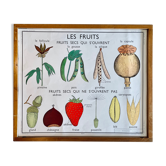 Vintage 60s Rossignol Educational School Poster - Dried Fruits and Seed