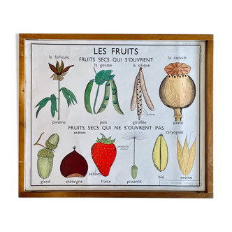 Affiche scolaire pédagogique Rossignol vintage années 60 - les fruits secs et la graine