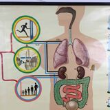 educational pull-down Jung Koch school map human anatomy chart