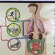 educational pull-down Jung Koch school map human anatomy chart