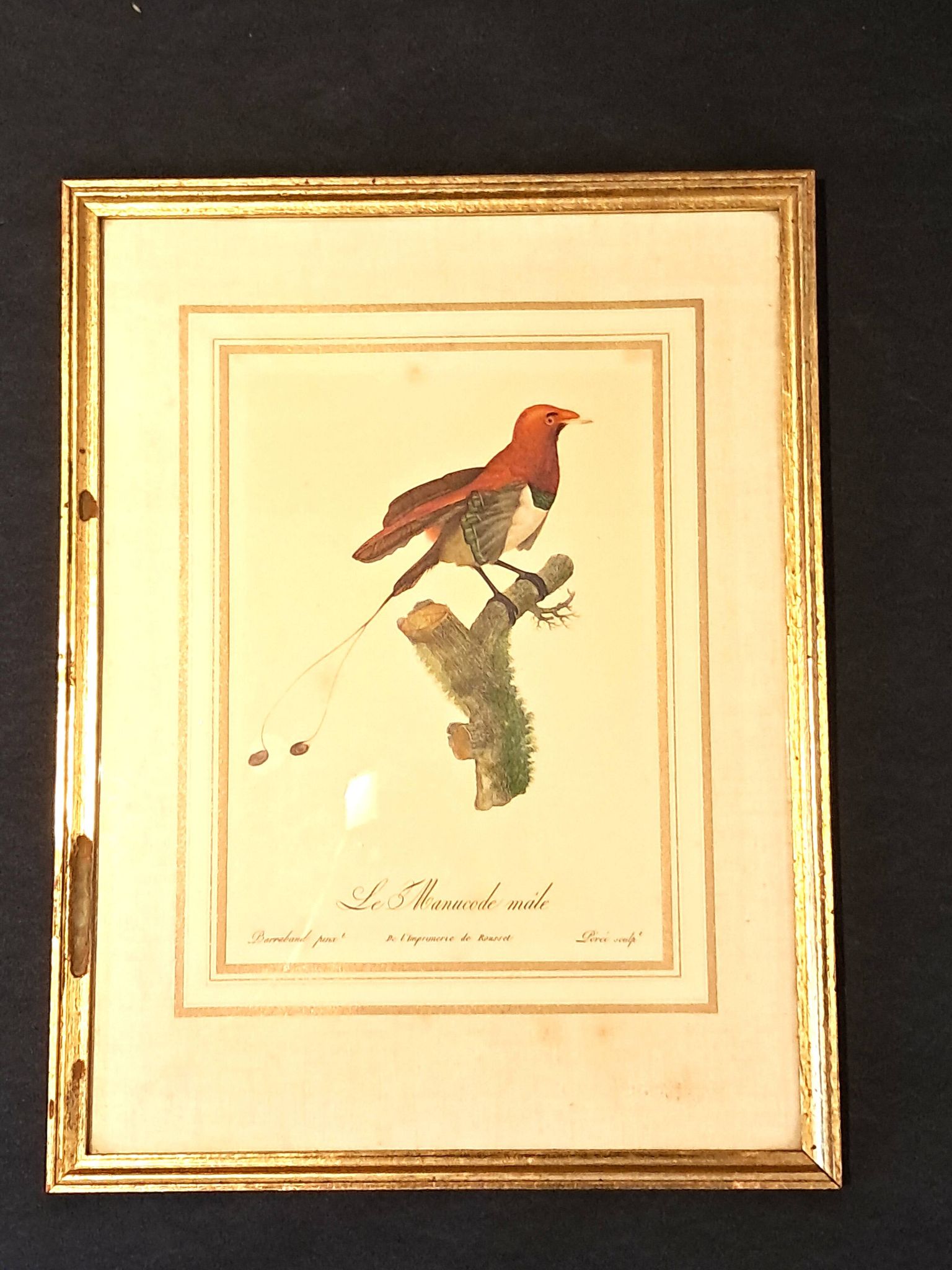 Trois Impressions D’oiseaux Tropicaux Par Barraband