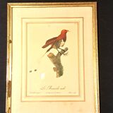 Three Tropical Bird Prints by Barraband