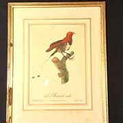 Trois Impressions D’oiseaux Tropicaux Par Barraband