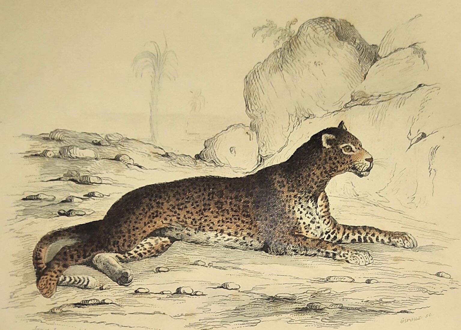 Original zoological plate of 1839 " leopard, lynx,.... "