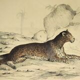 Original zoological plate of 1839 " leopard, lynx,.... "