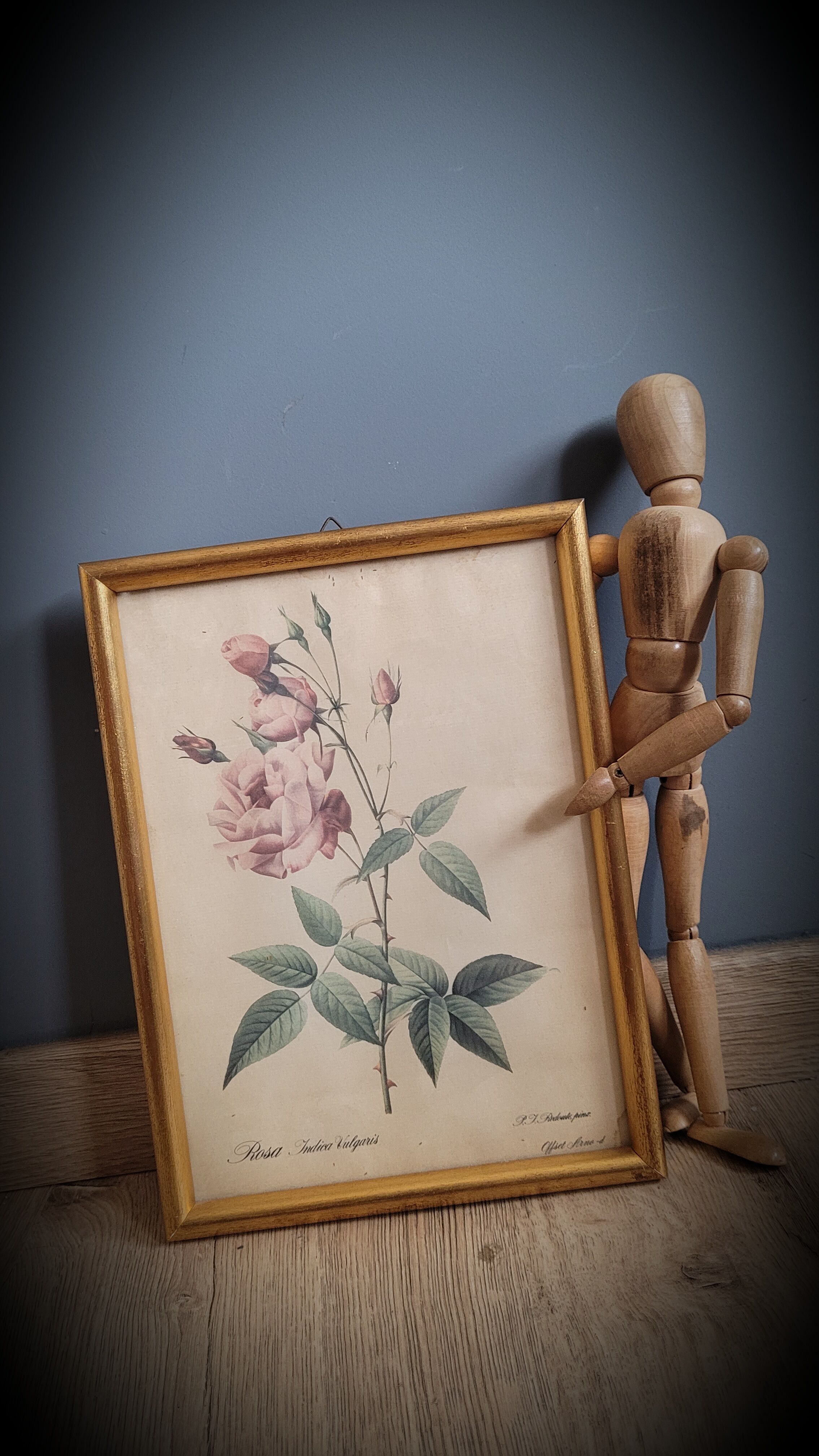 Indica Vulgaris rose lithograph frame