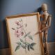 Indica Vulgaris rose lithograph frame
