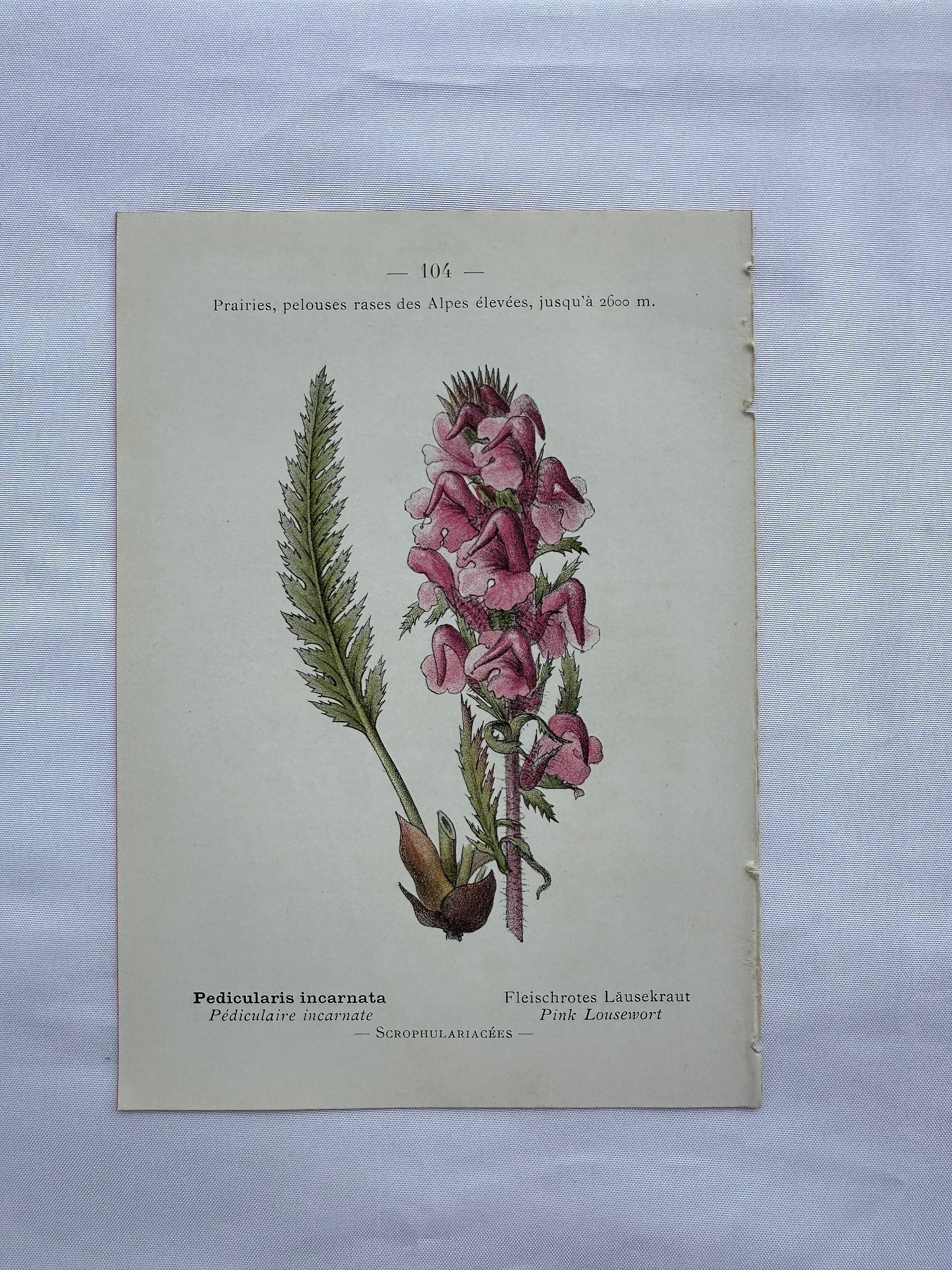 Botanical plate engraving flower 1800