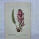 Botanical plate engraving flower 1800
