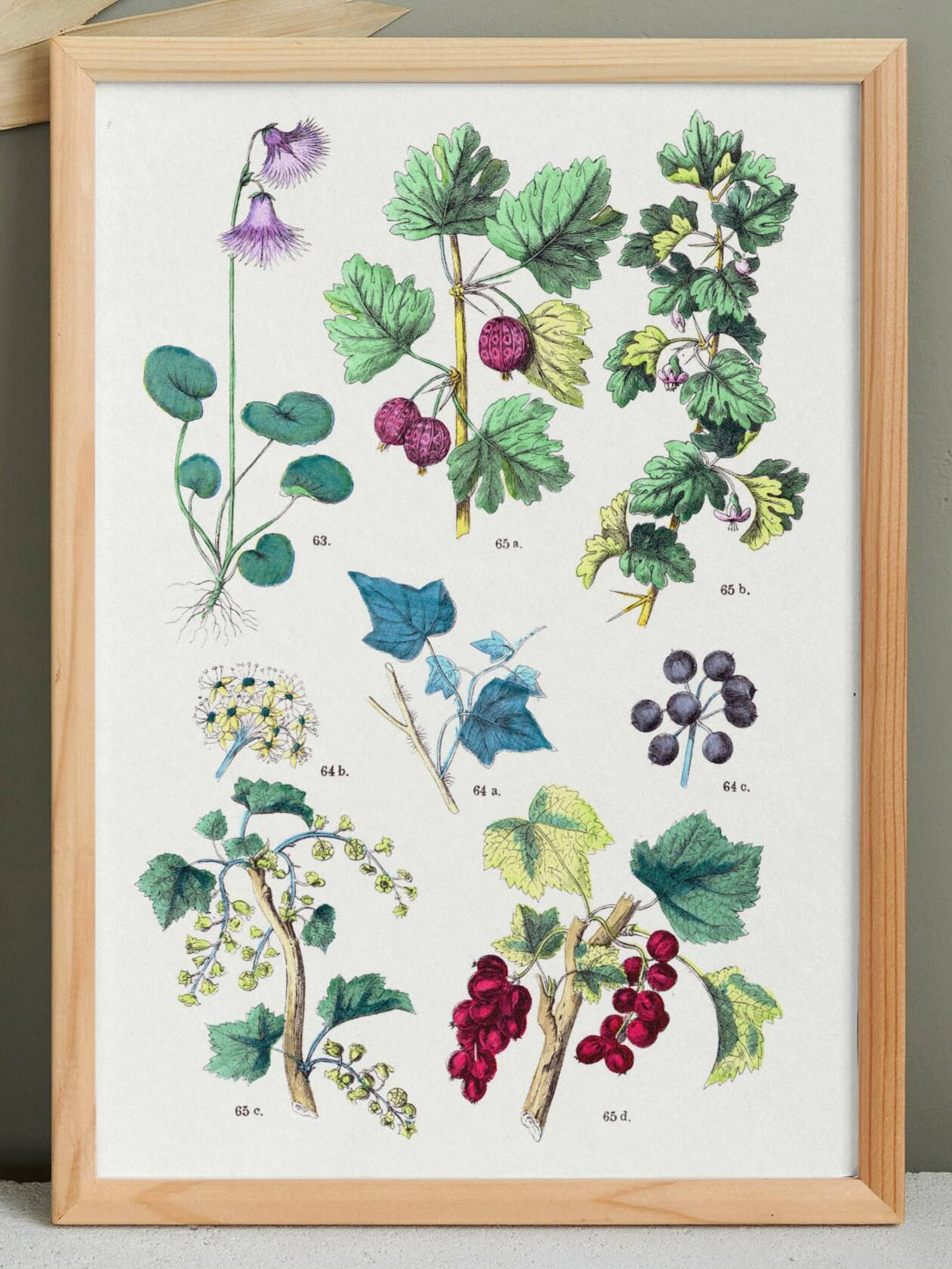 Poster about plants, based on an 1881 engraving "ivy"