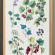 Poster about plants, based on an 1881 engraving "ivy"