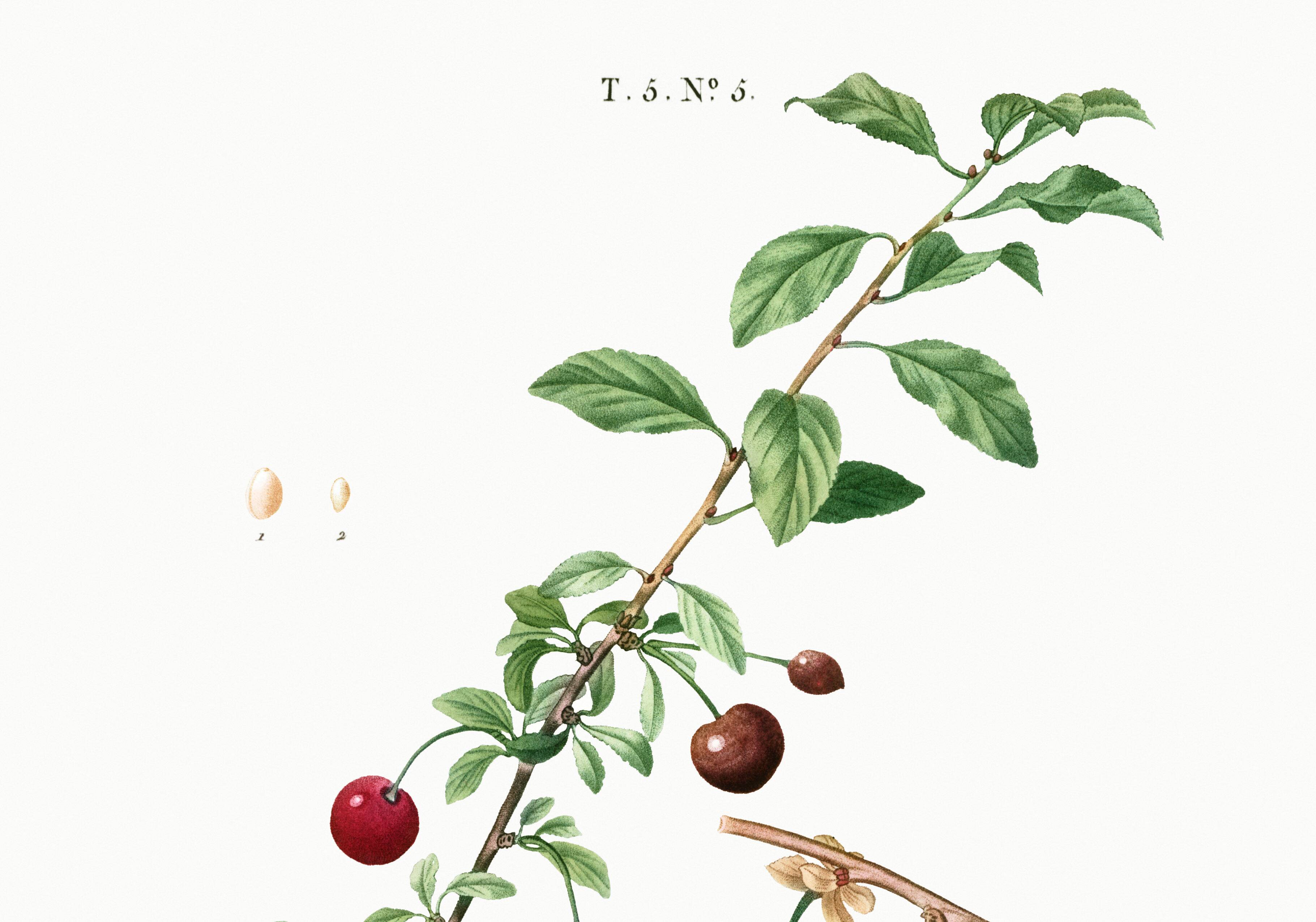 Poster about the cherry tree, after an engraving from 1802