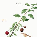 Poster about the cherry tree, after an engraving from 1802