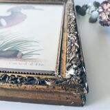 Ancient framed duck