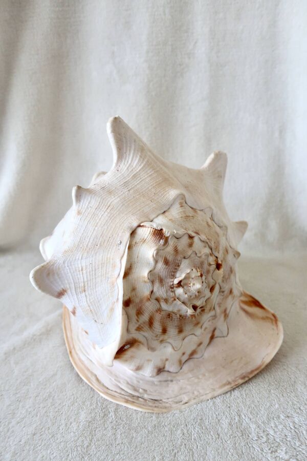 Rare et Grand ''Cassis Cornuta'', Casque Cornu 32 cm, TBE