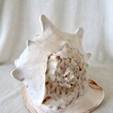 Rare and Large "Cassis Cornuta", Horned Helmet 32 cm, TBE