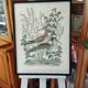 Aquarelle courlis Dayelle de Terronblan