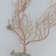 Gorgonian coral