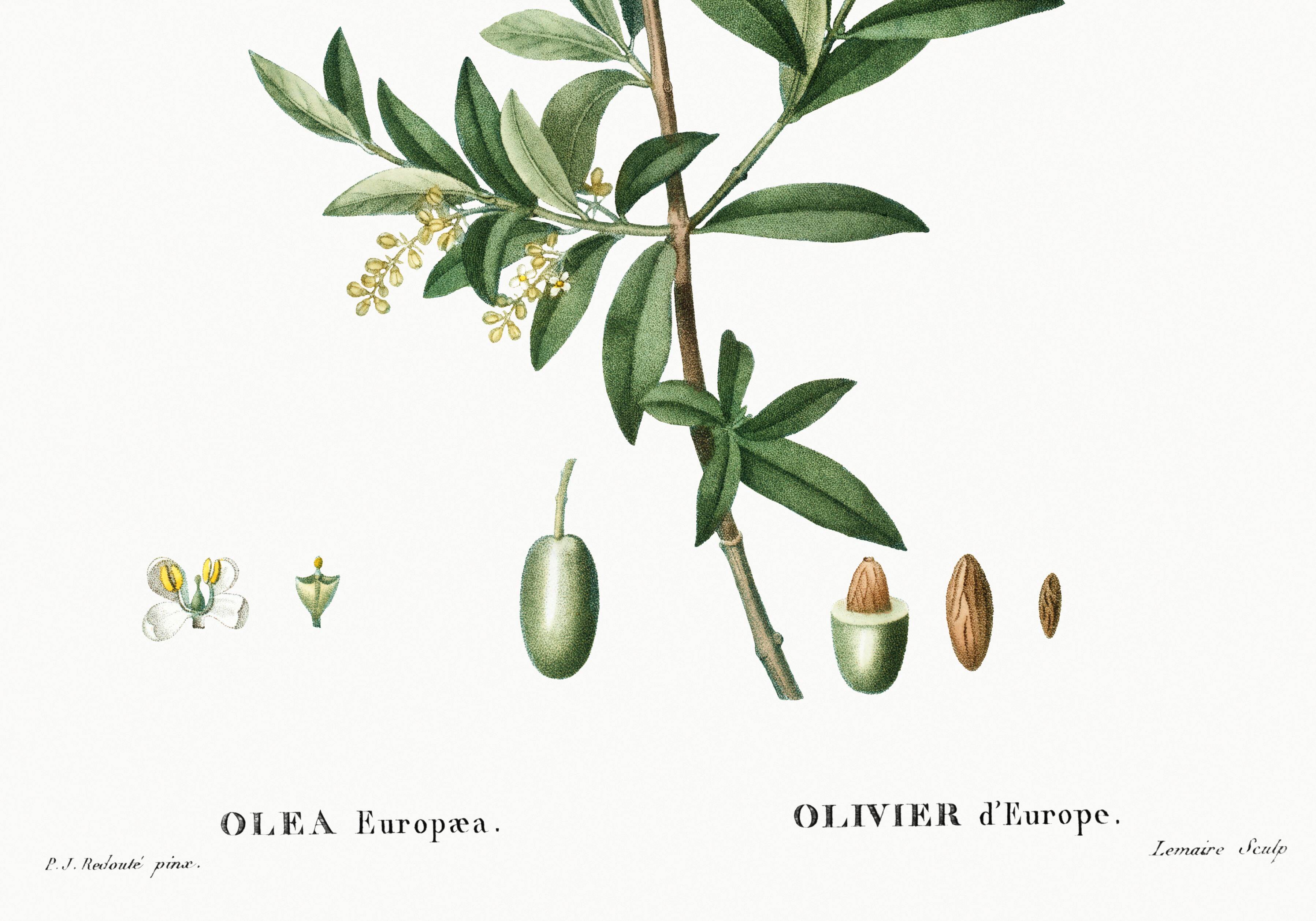 Poster about the European olive tree, based on an old engraving from 1802