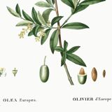 Poster about the European olive tree, based on an old engraving from 1802