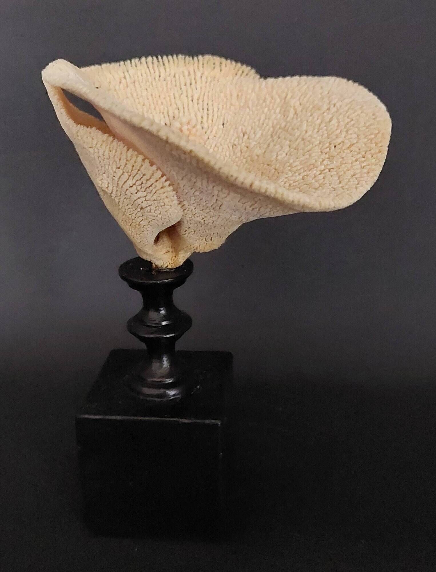 Cabinet of Curiosities sponge carteriospongia foliascens on base