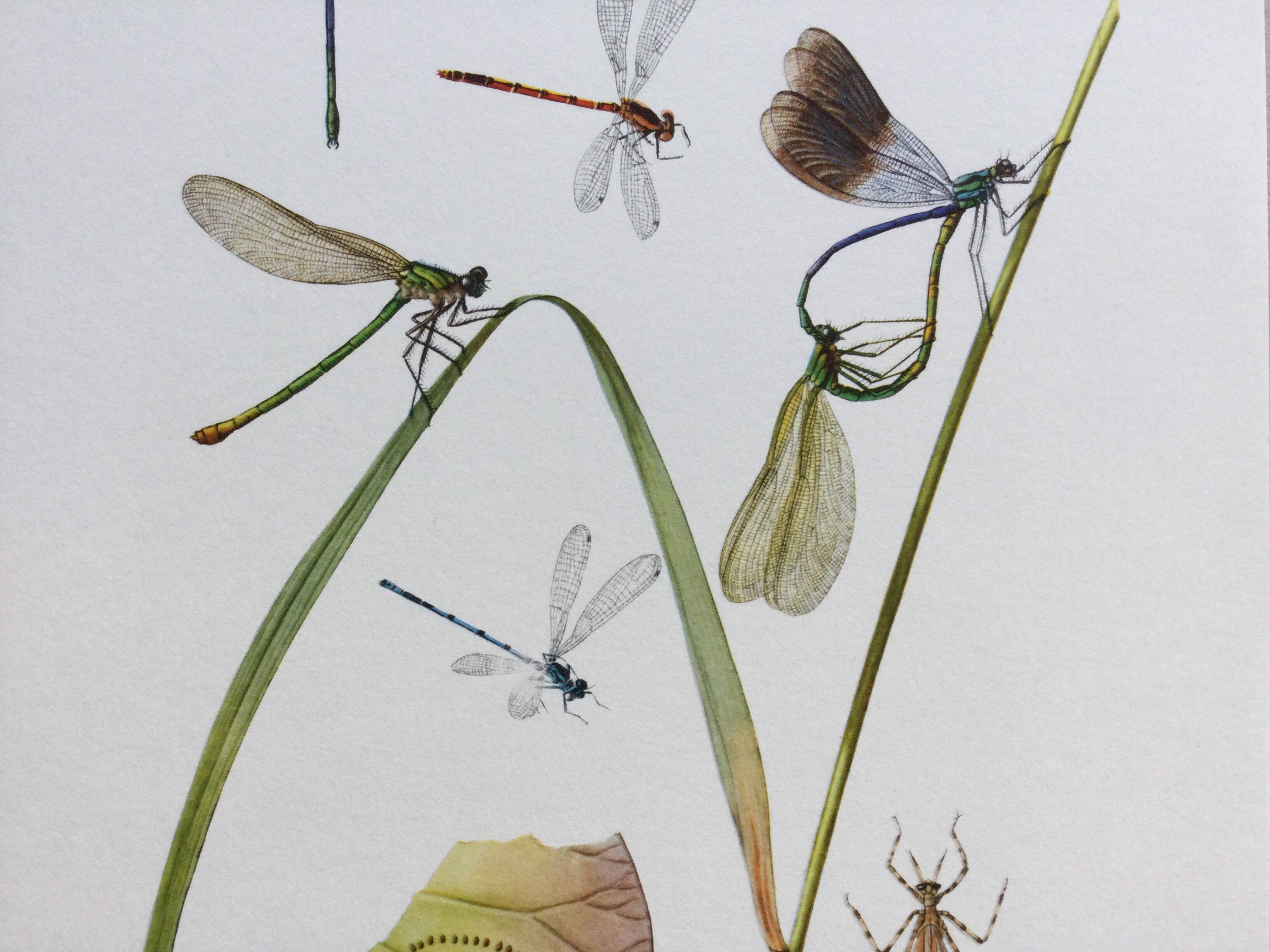 Old illustration "insects", 1960s.